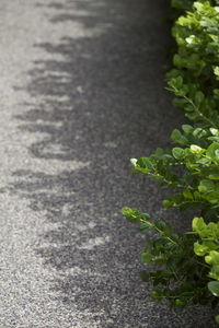 Close-up of plant growing on road