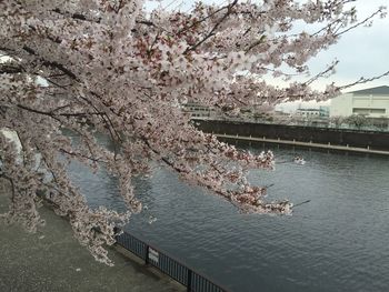 View of flowers in pond