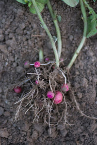 High angle view of pink flowers