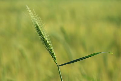 Close-up of wheat growing on field