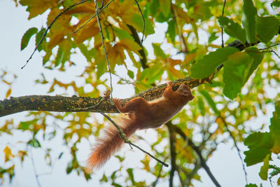 Low angle view of squirrel on tree