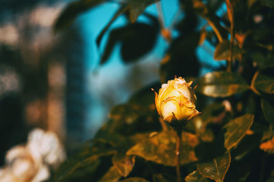 Close-up of rose against blurred background