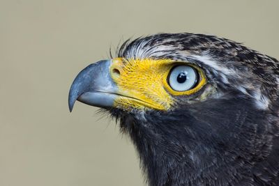 Close-up portrait of owl