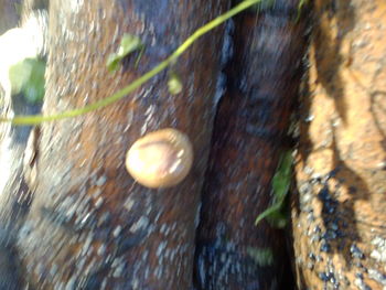 Close-up of snail on tree trunk