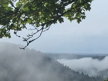 Scenic view of tree against sky