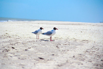 Seagulls on beach