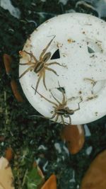 High angle view of fruit on plant