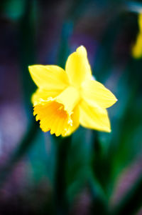 Close-up of yellow flower