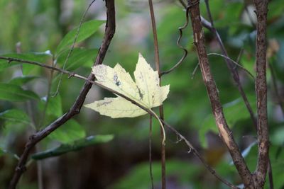 Close-up of lizard on branch