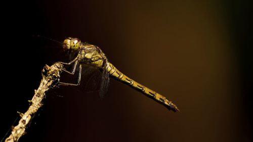 Close-up of dragonfly on twig