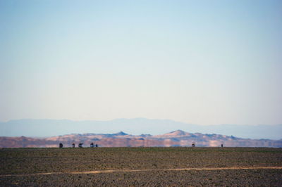 Scenic view of field against clear sky