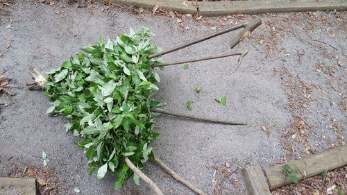 High angle view of plants