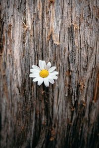 Close-up of white daisy on tree trunk