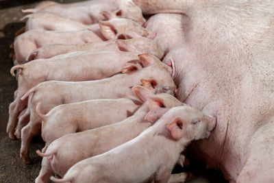 A newborn piglet is sucking milk from a mother pig