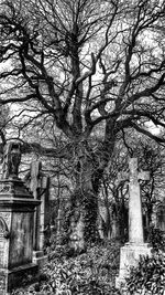 Bare trees in cemetery