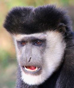 Close-up portrait of monkey