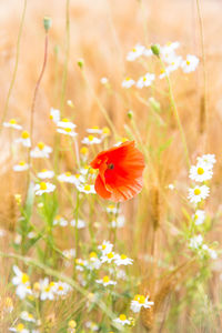 Close-up of butterfly on red poppy