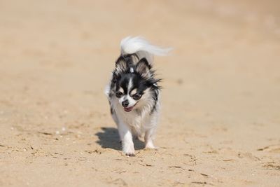 Portrait of dog running on beach