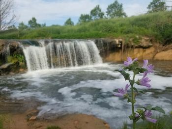 Scenic view of waterfall and plants against trees