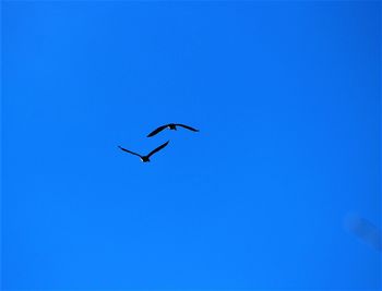 Low angle view of bird flying in sky