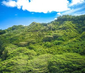 View of trees in the forest