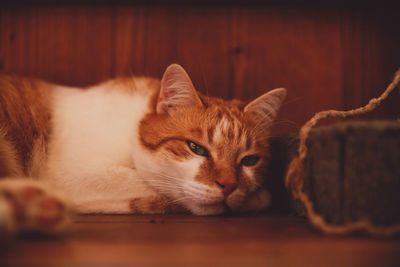 Close-up of cat resting on floor