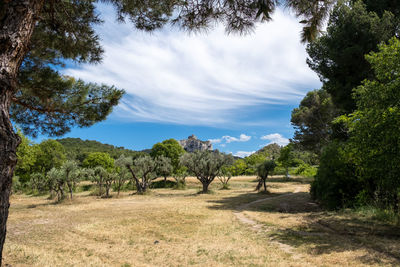 View of trees on landscape against sky