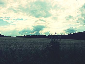 Scenic view of grassy field against sky