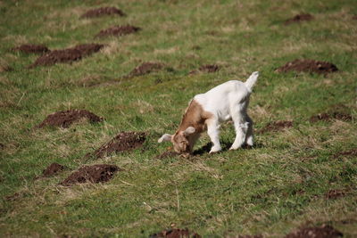 Dog running in field