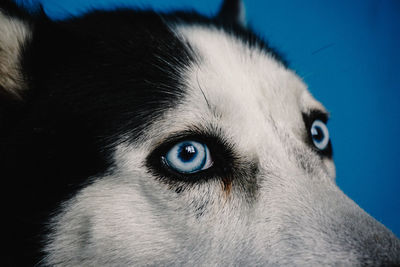 Close-up portrait of dog