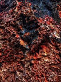 Full frame shot of tree trunk