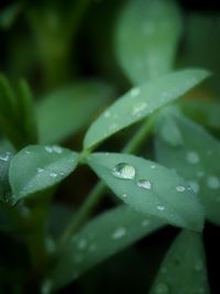 Close-up of raindrops on leaves