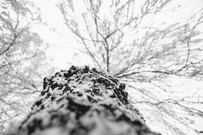 Low angle view of bare tree against the sky