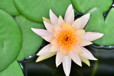 Close-up of lotus water lily in pond