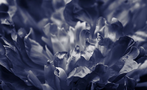 Full frame shot of purple flowers