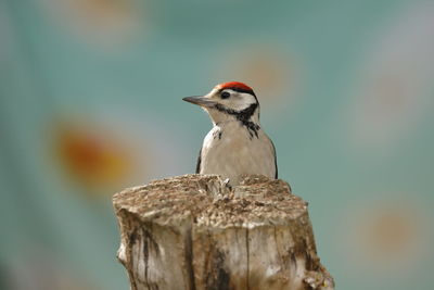 A great spotted woodpecker 