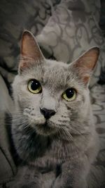 Close-up portrait of cat