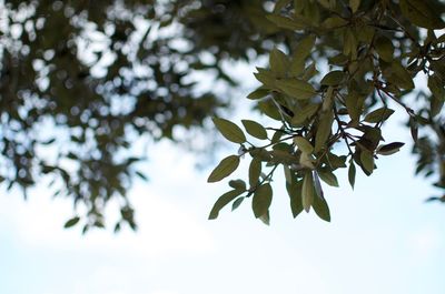 Low angle view of leaves on tree against sky