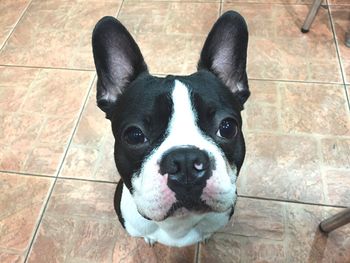 Close-up portrait of french bulldog on floor