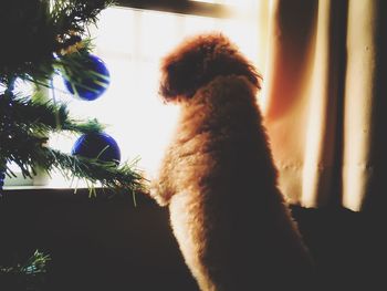 Close-up of dog at home