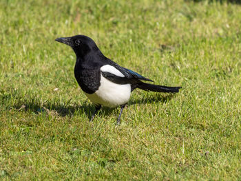 Magpie on grass in sunshine