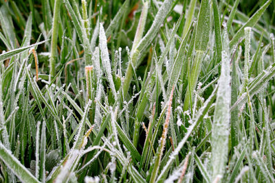 Close-up of frozen plants on field