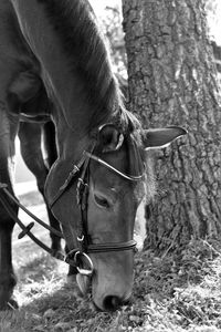 Close-up of horse on tree