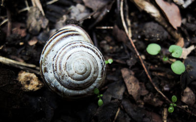 Close-up of snail