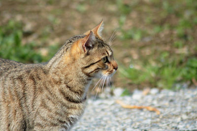 Close-up of cat