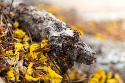 Close-up of dry leaves on rock