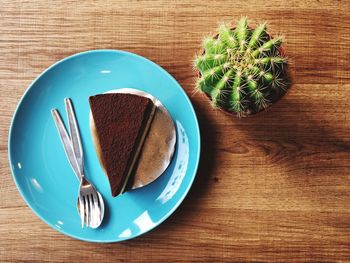 High angle view of succulent plant on table