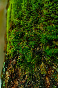 Close-up of moss growing on tree trunk