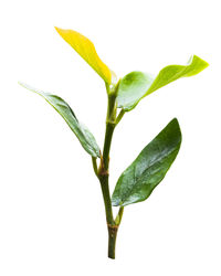 Close-up of green leaf against white background