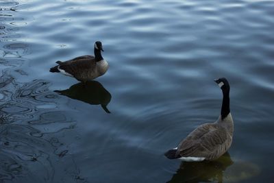 Ducks swimming in lake